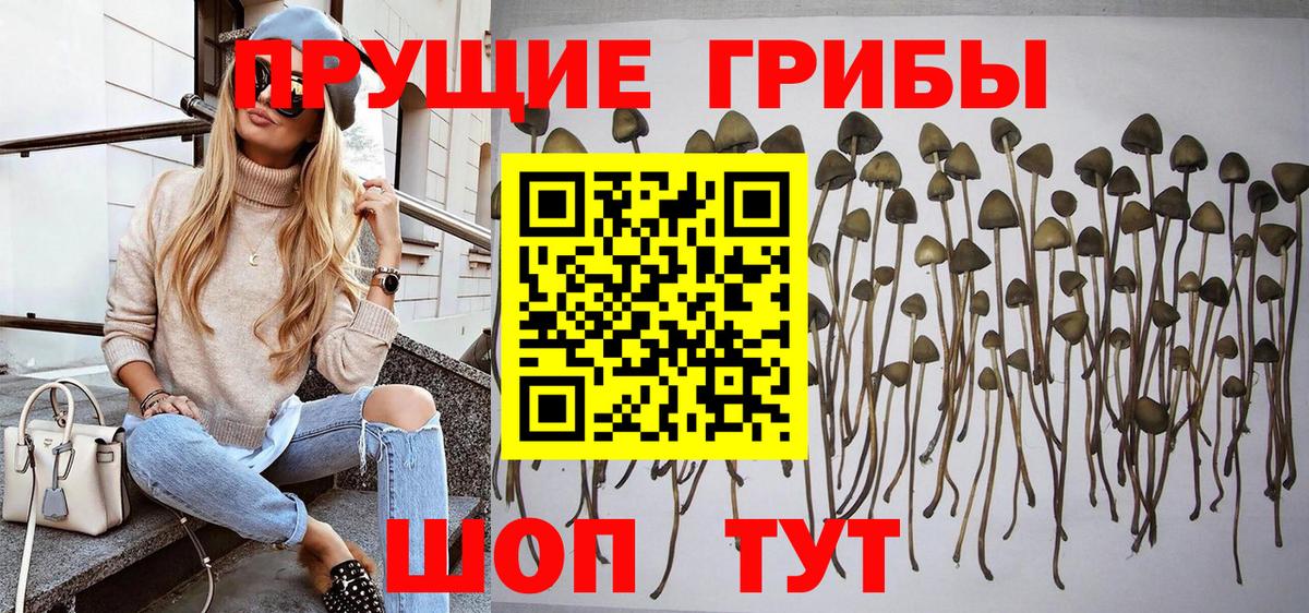 Камень-на-Оби  Псилоцибиновые грибы Cubensis  Вход с VPN 